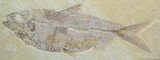 Big Inch Knightia Fossil Fish #797-1
